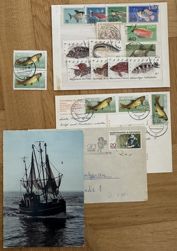 Pesce pesca cutter fauna - , in